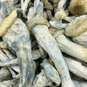 Mountain Resort Yeti Mushrooms