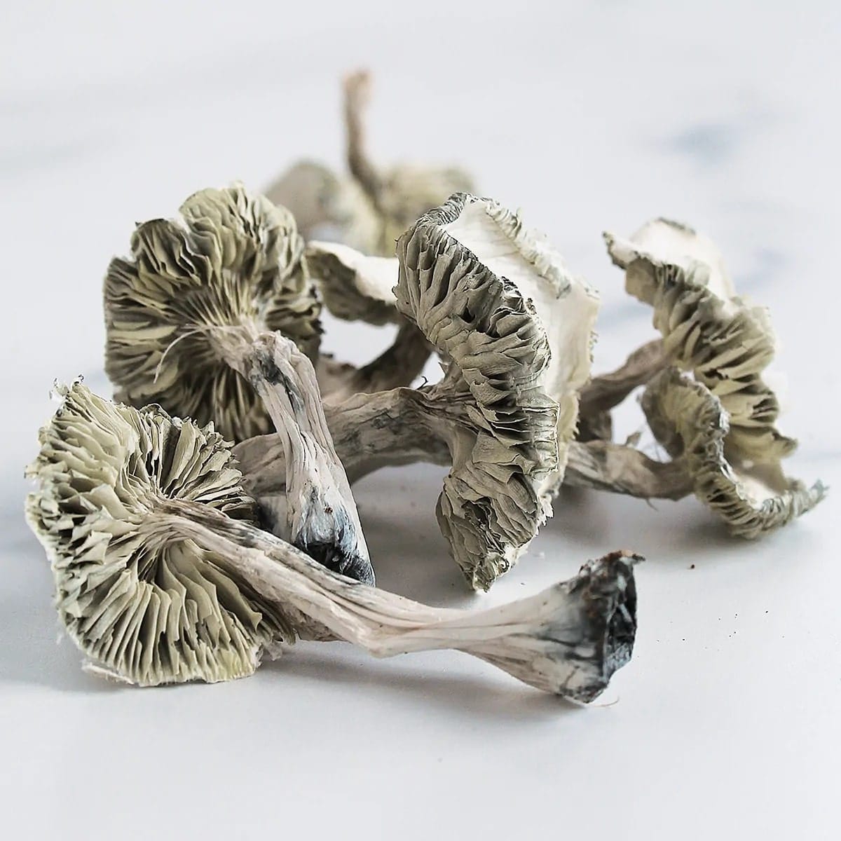 Albino A Mushrooms